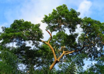 Créditos: Shutterstock