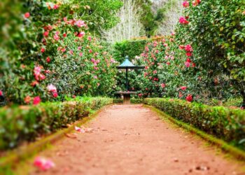 jardim