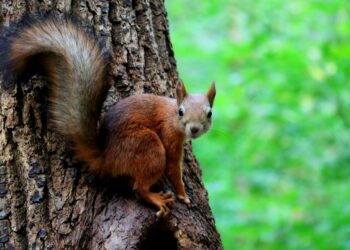 Créditos: Freepik