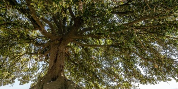 Créditos: Achim Ruhnau/ Unsplash