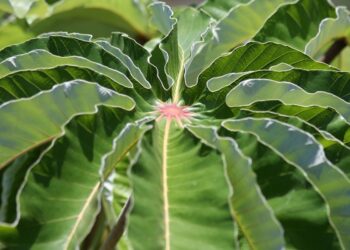 Créditos: Shutterstock