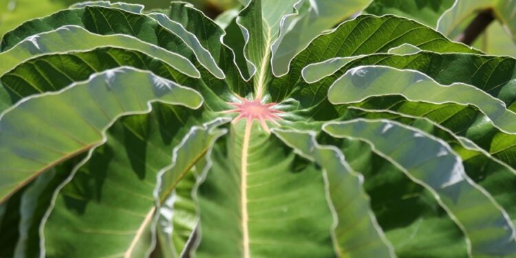 Créditos: Shutterstock