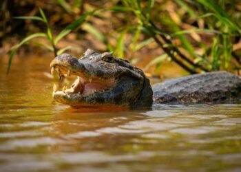 Créditos: Freepik/Vladimir Cech