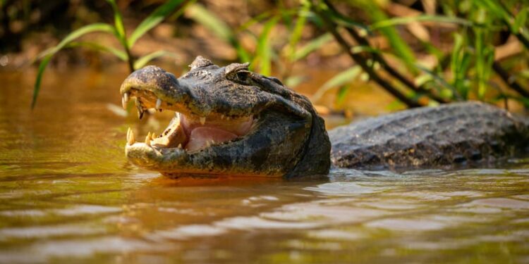 Créditos: Freepik/Vladimir Cech