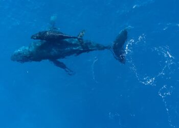 Créditos: Freepik/WireStock