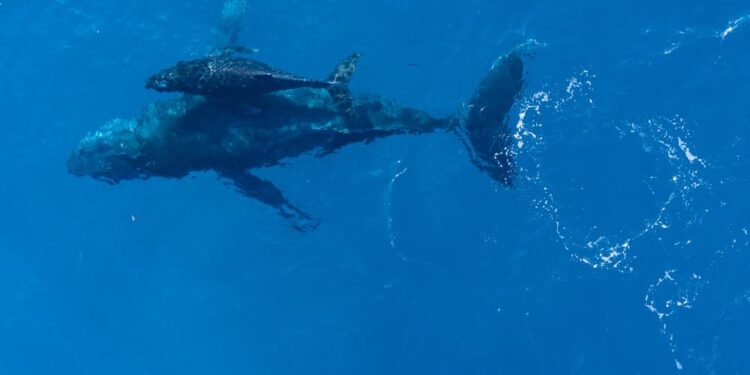 Créditos: Freepik/WireStock