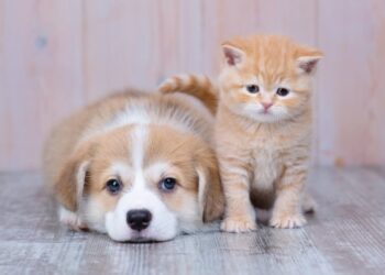 Créditos: Shutterstock