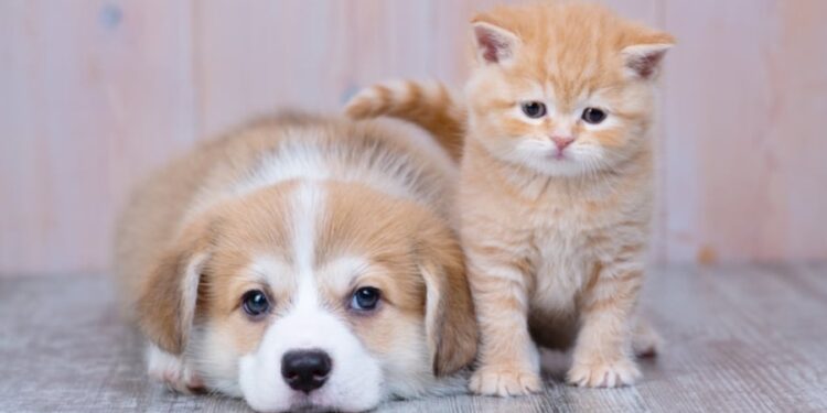 Créditos: Shutterstock