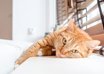 Créditos: Freepik