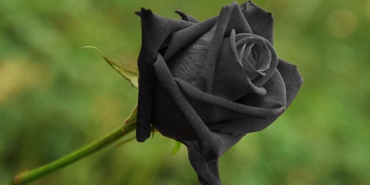 Créditos: Shutterstock