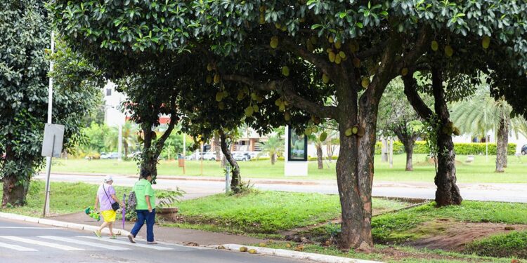 Créditos: Matheus H Souza/Agência Brasília