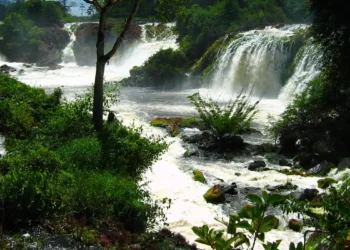 Créditos: Divulgação/ICMBIO