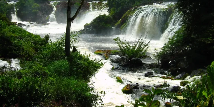 Créditos: Divulgação/ICMBIO