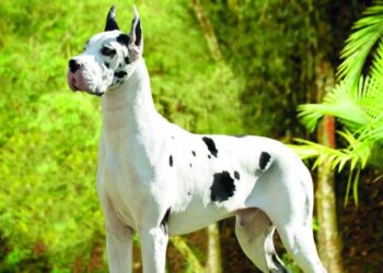 Créditos: Divulgação/Canil Solar Wonderful