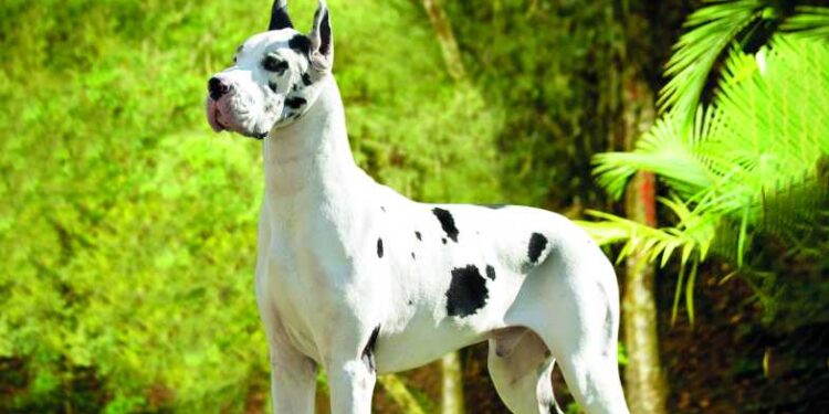 Créditos: Divulgação/Canil Solar Wonderful