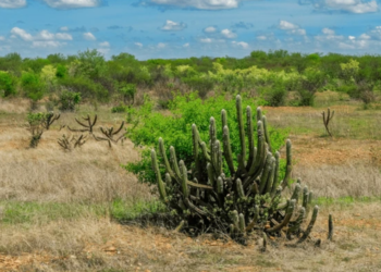 Depois de 110 anos extinto, animal ressurge em vizinho do Brasil voltando a sua região de origem