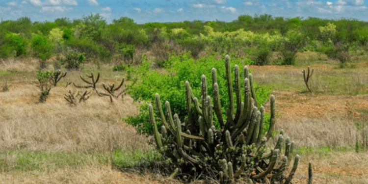 Depois de 110 anos extinto, animal ressurge em vizinho do Brasil voltando a sua região de origem