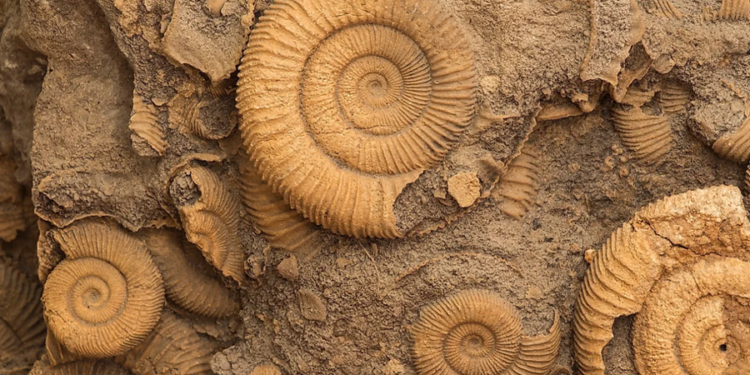 Créditos: Shutterstock