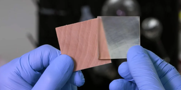 Créditos: Qinqin Xia et al.