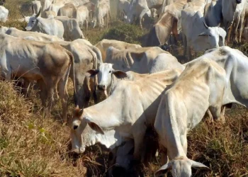 Créditos: Valter Campanato/Agência Brasil