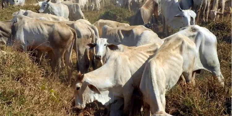 Créditos: Valter Campanato/Agência Brasil