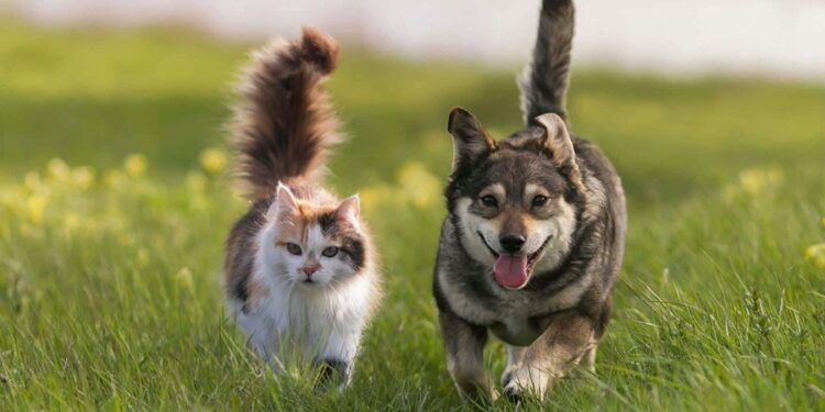 Créditos: Shutterstock