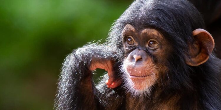 Créditos: Shutterstock