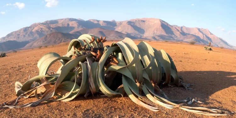 Créditos: Shutterstock