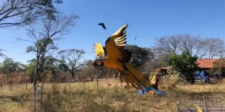 Foto: Ibama / Reprodução