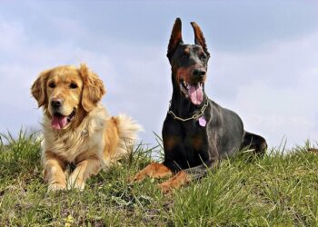 Créditos: Pixabay/YamaBSM