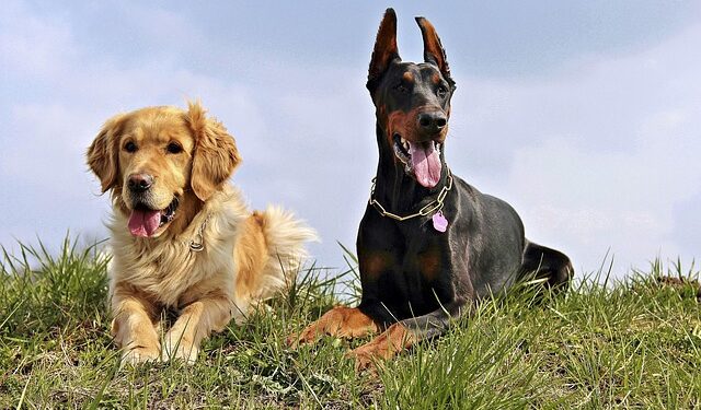 Créditos: Pixabay/YamaBSM