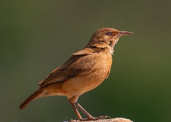 Créditos: Shutterstock
