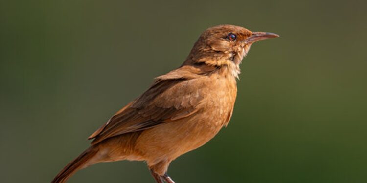 Créditos: Shutterstock