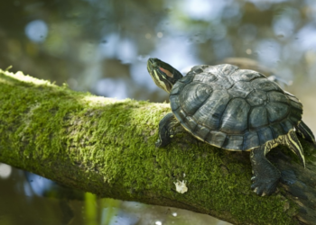 Créditos: Shutterstock