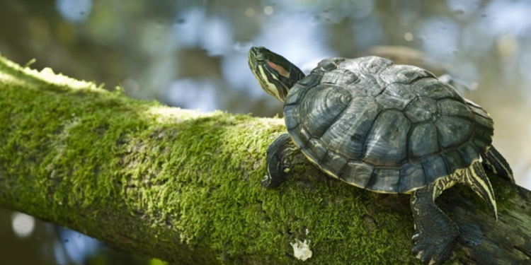 Créditos: Shutterstock