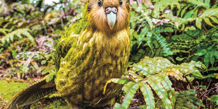 Créditos: Shutterstock