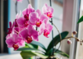 Créditos: Shutterstock