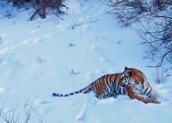 Créditos: Reprodução/ YouTube WWF Tigers Alive