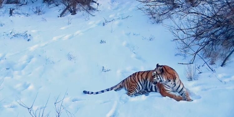 Créditos: Reprodução/ YouTube WWF Tigers Alive