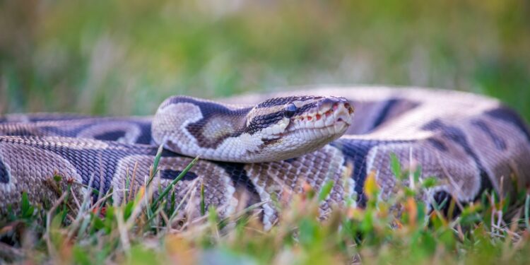 Maior cobra do mundo
