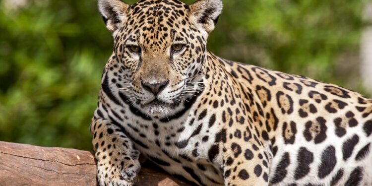 Créditos: Shutterstock