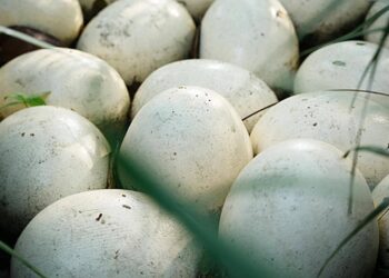 Créditos: Shutterstock