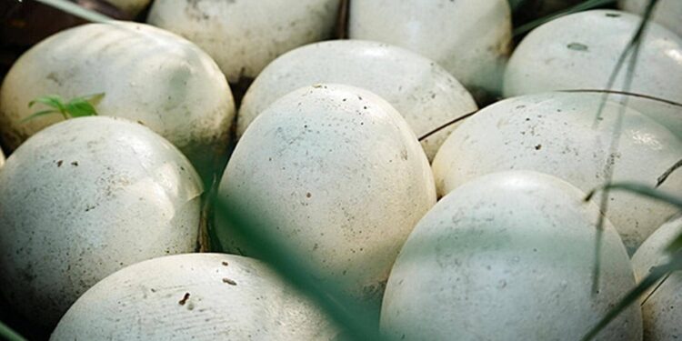 Créditos: Shutterstock