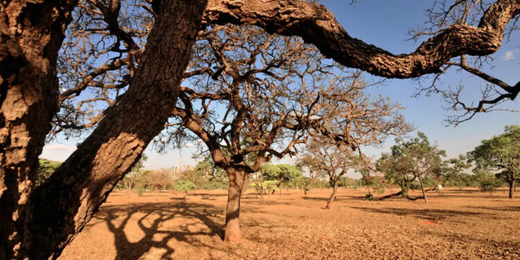 Créditos: Divulgação/Agência Brasil