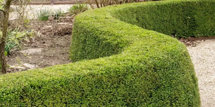 Créditos: Shutterstock