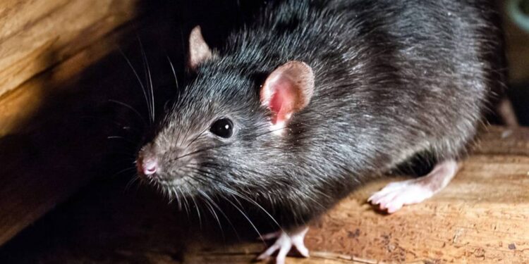 ratos