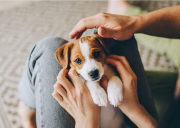 Créditos: Shutterstock