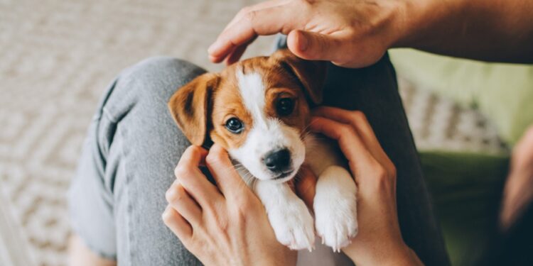 Créditos: Shutterstock