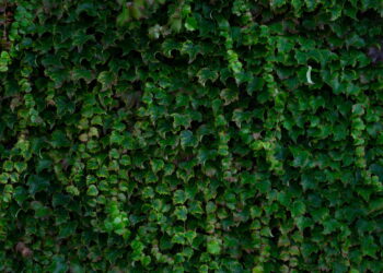Créditos: Freepik/wirestock