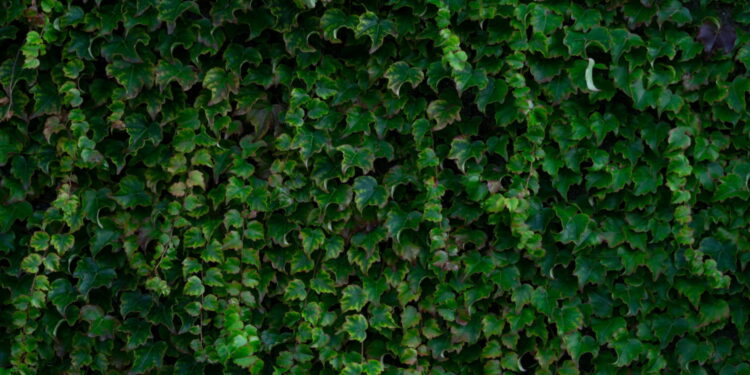 Créditos: Freepik/wirestock